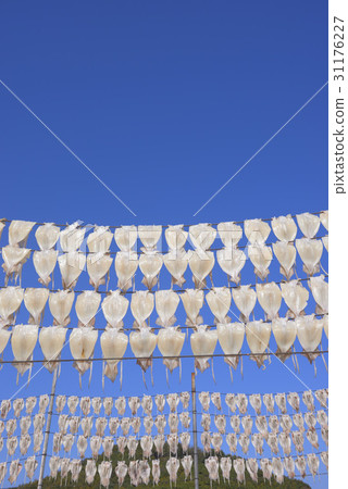 Squid Drying, Yeongdeok-gun, Gyeongbuk 31176227