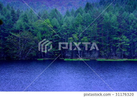 Shrine pond 31176320