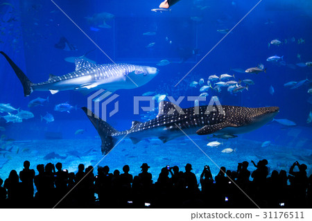 Whale shark Whale shark 31176511