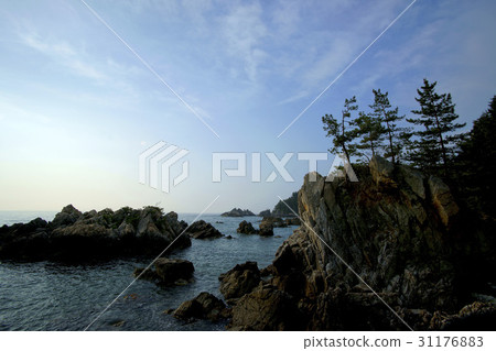 Pine tree, Samcheok city, Gangwon province 31176883