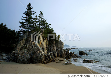 Pine tree, Samcheok city, Gangwon province 31176884