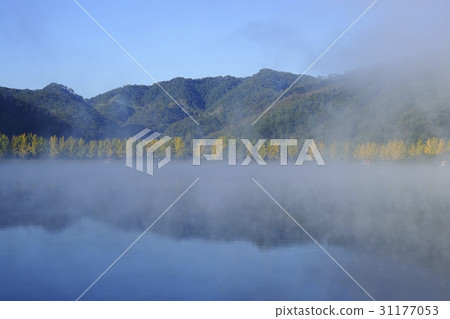 銀杏，Mungpyong水庫，槐山郡，忠北 31177053