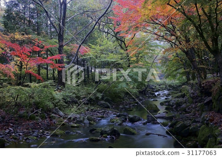 Maple trees, Baekyangsa, Baekam Mountain, Changseong County, Jeonnam 31177063