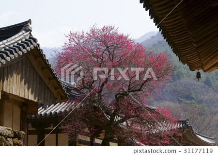位於全南省求禮郡的Hwaeomsa Temple（歷史遺址505號）Hongmyeonghwa 31177119