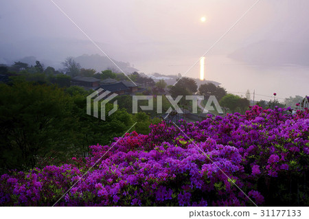 Azalea, Inquiry Cultural Properties Complex, Daecheong-ho, Cheongwon-gun, Chungbuk Azalea, Inquiry Cultural Properties Complex, Daecheong-ho, Cheongwon-gun, Chungbuk 31177133