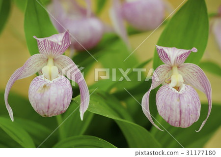 Gaebulal花 31177180