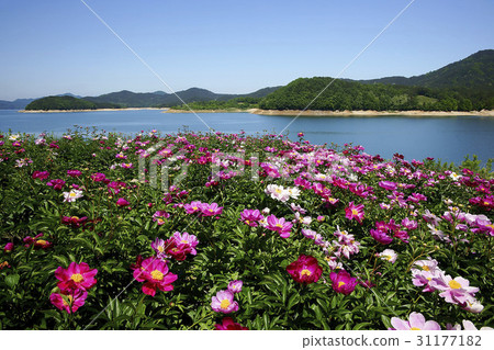 Peony, Daechung, Dong-gu, Daejeon Peony, Daechung, Dong-gu, Daejeon 31177182