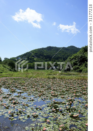 睡蓮，Boeun-gun，Chungbuk 31177218