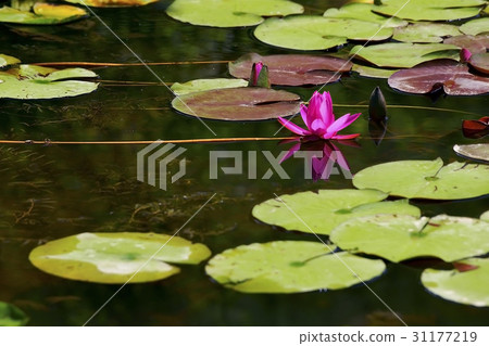 Water Lily, Chungbuk 31177219