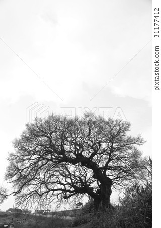 Tree, Buan-gun, Jeonbuk 31177412