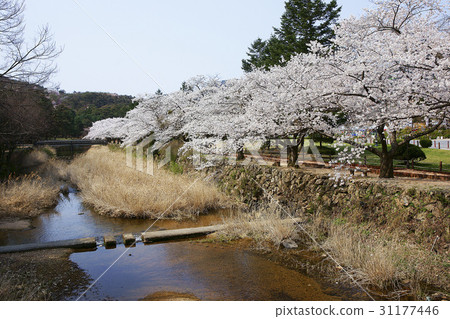 Cherry blossoms, Sukri Mountain Sculpture Park, Boeun-gun, Chungbuk 31177446