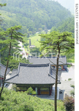 Pine Tree, Unjuju Temple (Historic Site No. 312), Chunghwa Mountain, Hwasun Gun, Jeonnam 31177478