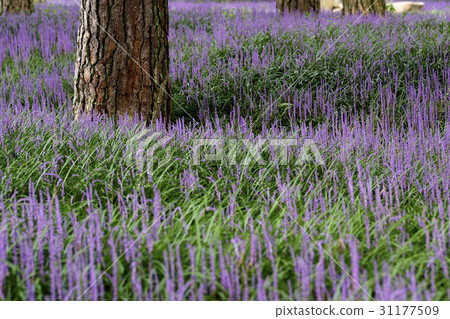 McMundong, Pine, Changzhou, Gyeongbuk 31177509