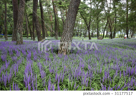 McMundong, Pine, Changzhou, Gyeongbuk McMundong, Pine, Changzhou, Gyeongbuk 31177517