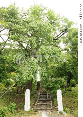 藍曼吉(人形市) 藍曼吉(人形市) 31177872