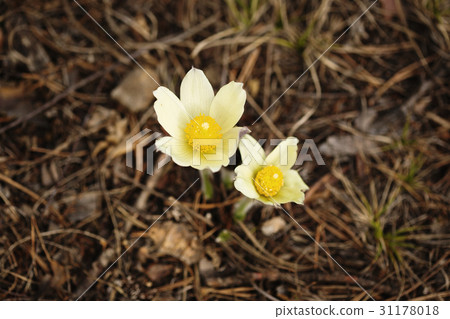 Close-up of tender spring flower Close-up of tender spring flower 31178018