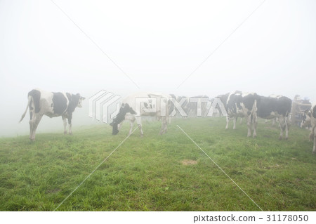 Dairy cow, Daegwallyeong ranch, Daegwallyeong, Pyeongchang-gun, Gangwon-do 31178050