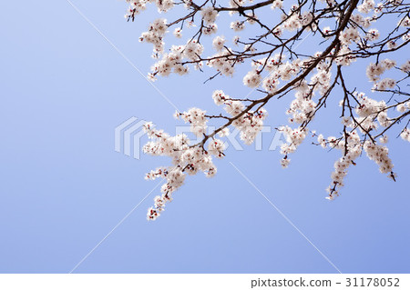 Cherry Blossom 31178052