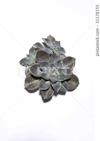 Succulent plant 31178155