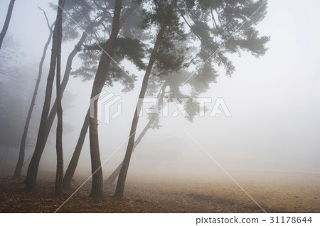 Seojungneung, Goyang City, Gyeonggi-do 31178644