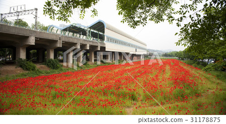Poppy, Central Station, Ansan, Gyeonggi-do 31178875