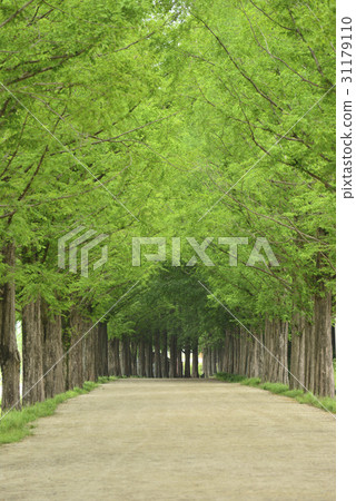 Metasequire, Damyang-gun, Jeonnam 31179110