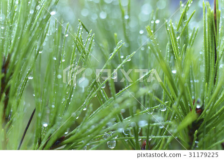 Dew, pine needles 31179225