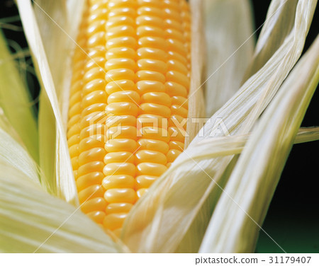 corn 31179407