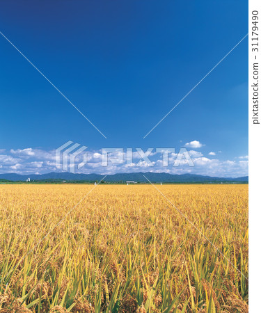 Seojewon, Sejong City, Chungnam 31179490