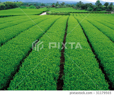 Doosan Daewon, Seogwipo City, Jeju Island 31179503