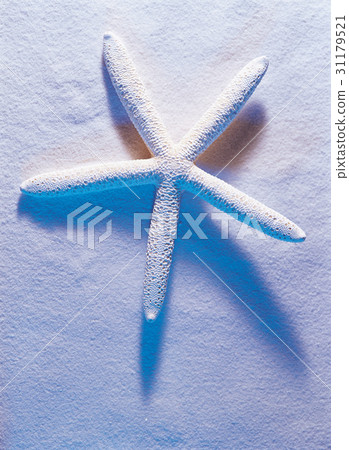 a starfish, starfish, summer 31179521