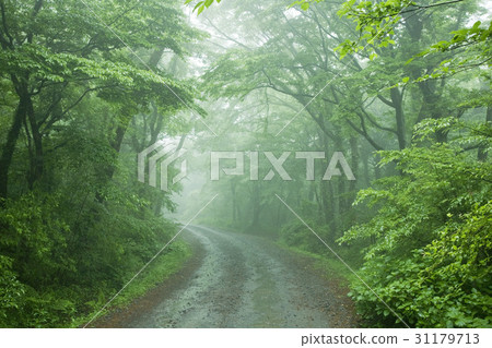 Jeju Island 31179713