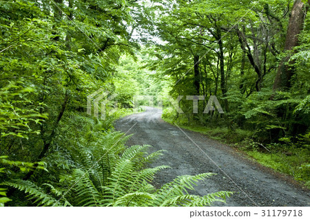 Jeju Island 31179718