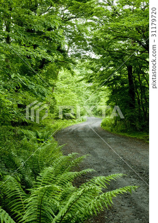 Jeju Island 31179720