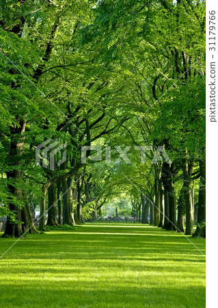 Central Park, Manhattan, New York, USA 31179766