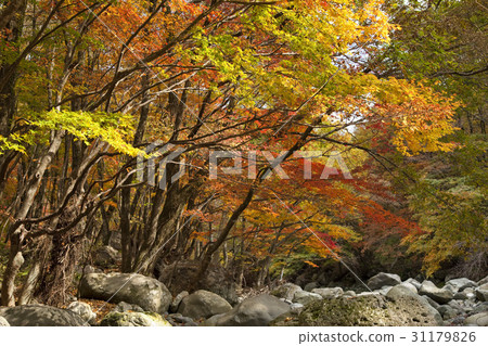 Tamra Valley, Mt. Halla, Jeju Island Tamra Valley, Mt. Halla, Jeju Island 31179826