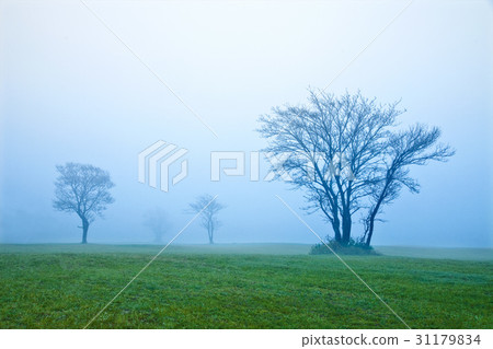 Jeju Island 31179834