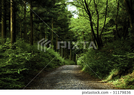 Jeju Island 31179836