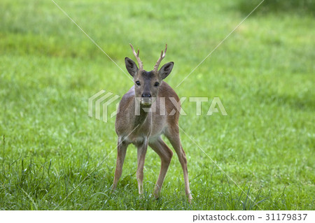 獐 31179837