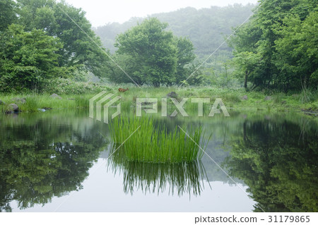 Noru, Jeju Island 31179865