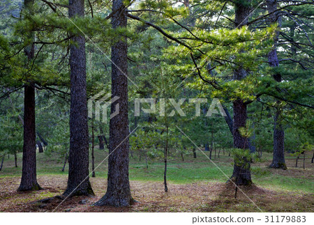Pine Tree, Yeongwol-gun, Gangwon-do 31179883