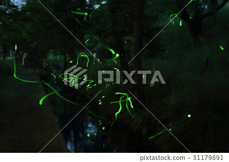 Firefly multiple exposure Shiga Moriyama Firefly multiple exposure Shiga Moriyama 31179891