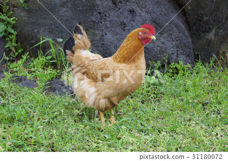 chicken 31180072