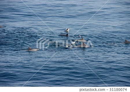 海豚 海豚 31180074