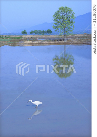 Egret, Yeongwol-gun, Gangwon-do 31180076