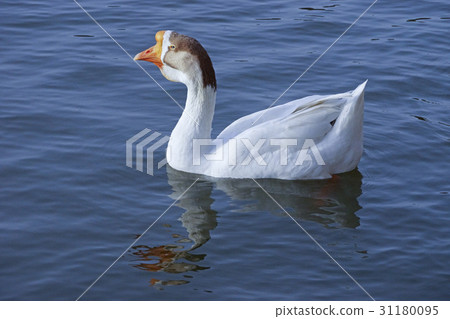 goose 31180095