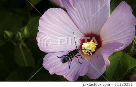 布永，長角甲蟲 31180231