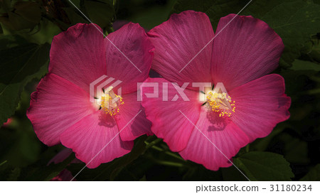 bouillon bouillon 31180234