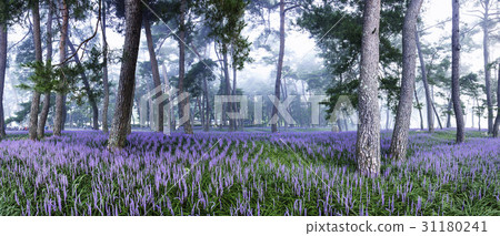 McMundong, Pine, Changzhou, Gyeongbuk McMundong, Pine, Changzhou, Gyeongbuk 31180241