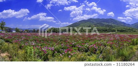 Peony, Sancheong-gun, Gyeongnam 31180264